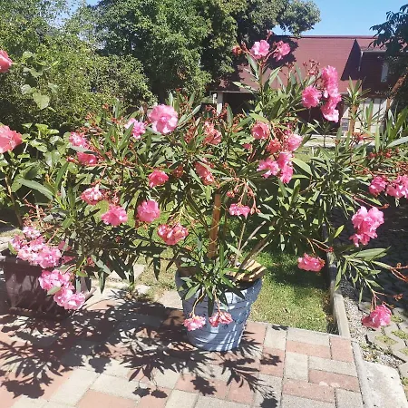 Včielka Apartmán